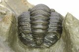 Diademaproetus Trilobite - Ofaten, Morocco #286540-1